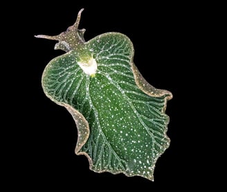 The Fantastically Weird World of Photosynthetic Sea Slugs