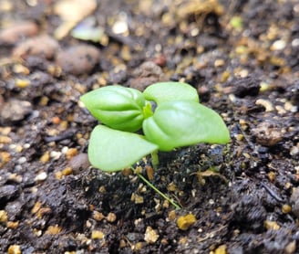 Micro pousse de basilic sur substrat minéral, symbole d'avcenir botanique et d'expansion variétale