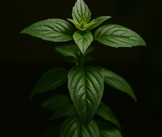 Jeune basilic poussant dans une terre vivante et symbiotique, sans pesticides ni traitements chimiques