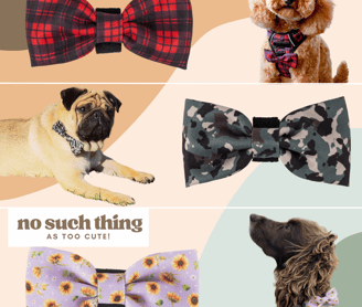 a dog wearing a bow tie and a bow tie
