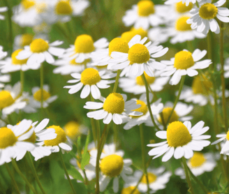 Chamomile