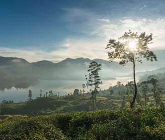 Luminisle Sri Lanka Ceylon Tea Trail