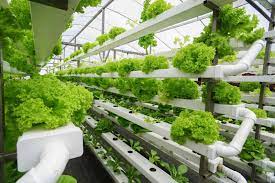 Hydroponics