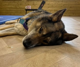 canine physiotherapy bodmin