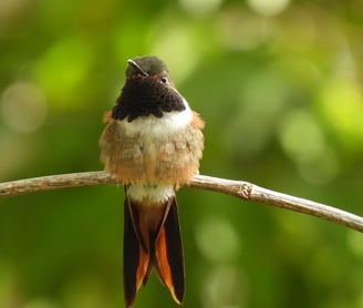 Bahama Woodstar, endemic Bahamas birds, bird watching tours bahamas