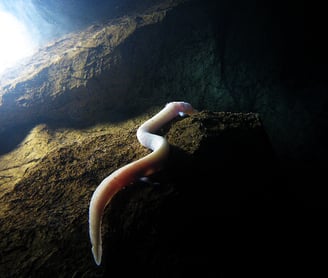 cave salamander proteus anguinus in bosnia cave divi