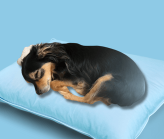 Small black and brown dog sleeping on a blue pillow