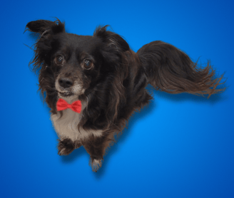 Black dog with a red bow tie