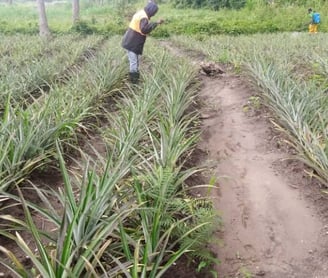 Champ d'ananas bio à N’Zérékoré par NIMBA AGRO BUSINESS.