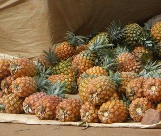 Ananas bio à N’Zérékoré par NIMBA AGRO BUSINESS.