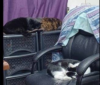 three cat sleeping on a chair in a room