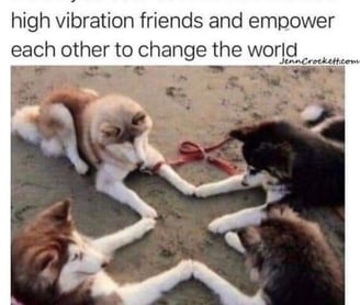 4 huskies holding paws in a circle