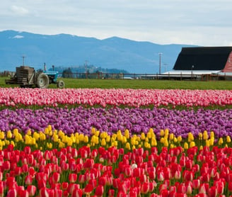 Farm field filled with multiple colors of tulips