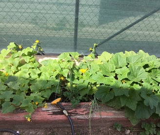 Garden, ground and heal with organic gardening of healing herbs and vegetables.