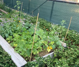 using electro culture in my garden beds!