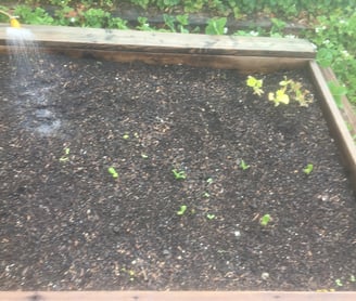 garden before electro culture