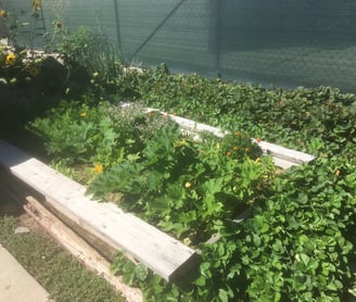 Garden, ground and heal with organic gardening
