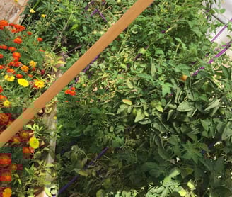 Garden, ground and heal by organic gardening
