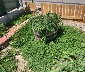 using electro culture in my garden!