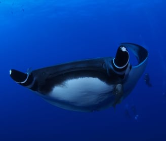 Giant Manta at Socorro islands, off the coast of Mexico