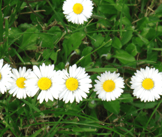 Gänseblümchen Lebenskraft Sanapenium