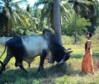 Jungle Flower with a flower in her ear, standing in a Thai meadow, staring down a bull.