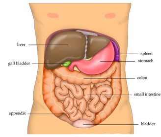 liver