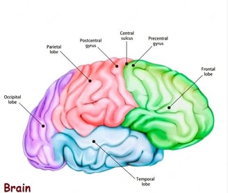 Human Brain