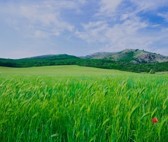 nature