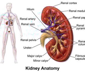 kidney