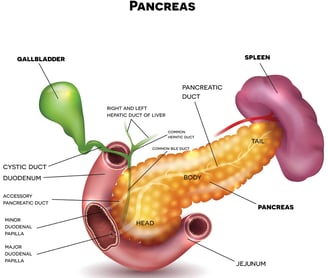 a pancreas
