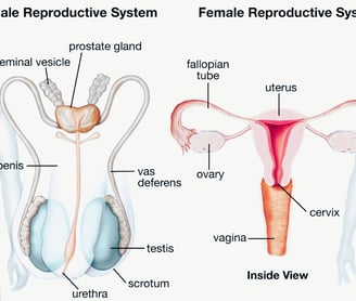 prostate