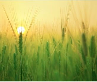 Wheat Benefits