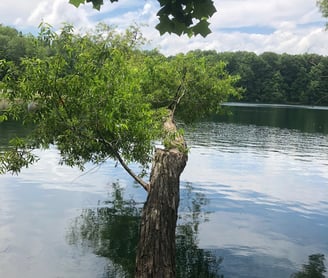 Lone Tree Hanging over Nelson's Ledge