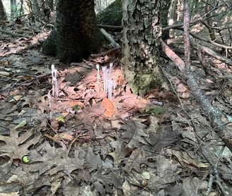 Wild Mushrooms of the Catskills