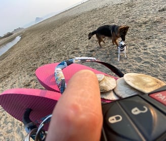 We even allow dogs and people to walk free on the Pacific