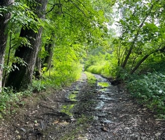 The Road is the Beauty of Nescopeck