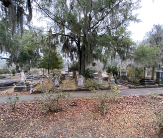 Spanish Moss of Savannah GA