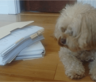 Dog lying next to folders of research