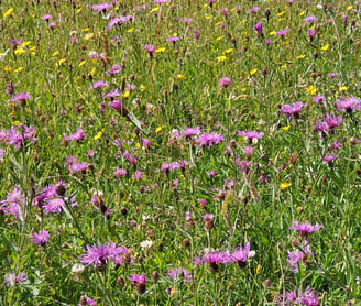 sunny meadow with knapweed, buttercups and clover in tall grasses