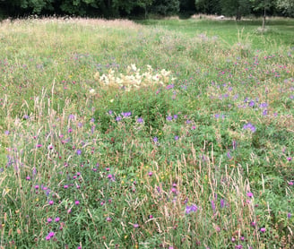 sunny meadow with geranium, knapweed, buttercup among tall flowering grasses