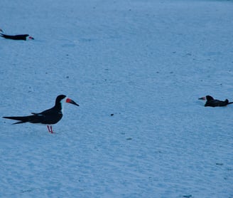Protected birds in Clearwater Beach, Florida