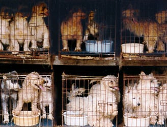 Never support a puppy mill