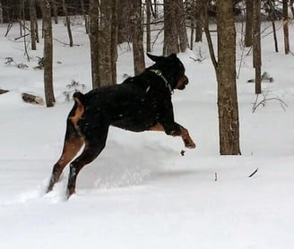 Playing in the snow
