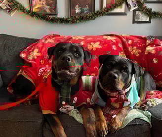 2 rescues loving their new life