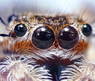 a spider - eyed spider