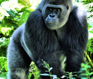 Gorrila in the wild