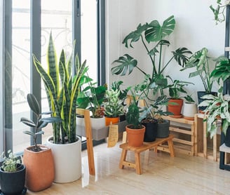 a room with a lot of plants and a wooden table