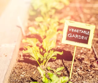 15 easy to grow vegetables for containers