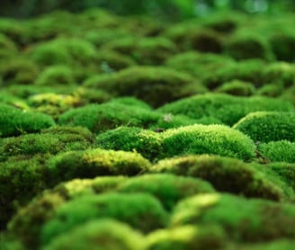 Where to Find Moss? - The Moss Collection & Uses